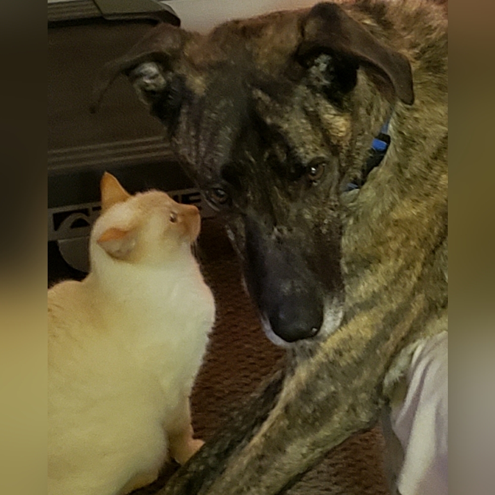 Meet your Posher, Terter - Picture 3 of 16